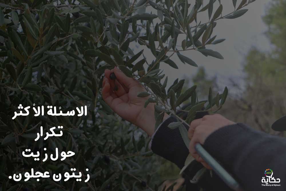 الاسئلة الأكثر تكرار حول زيت زيتون عجلون.