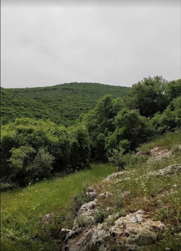 غابات برقش