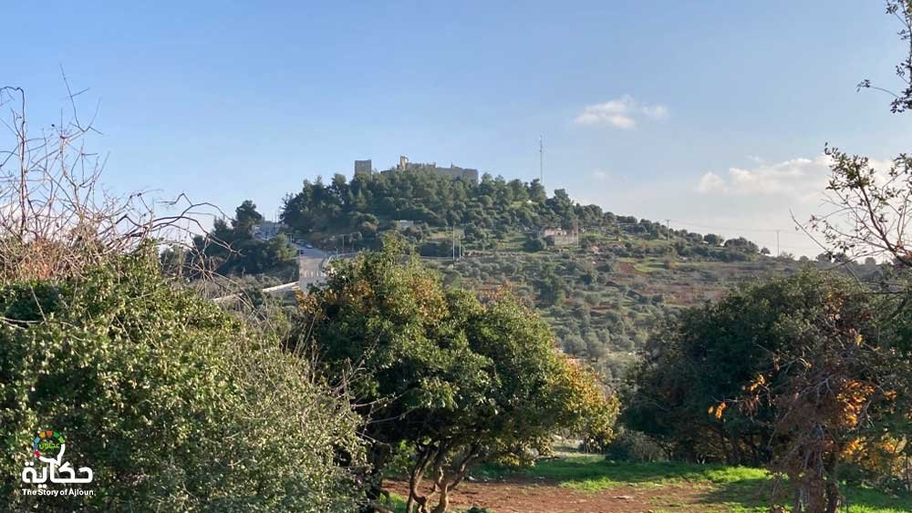 طريقة وكيفية حجز محمية غابات عجلون. 6 Ajloun Forest Reserve 2024